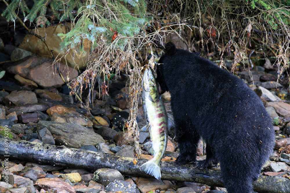 Neets Bay, Alaska / USA - August 18, 2019: Alaska black bear, Neets Bay, Alaska, USA Neets Bay, Alaska / USA - August 18, 2019: Alaska black bear, Neets Bay, Alaska, USA