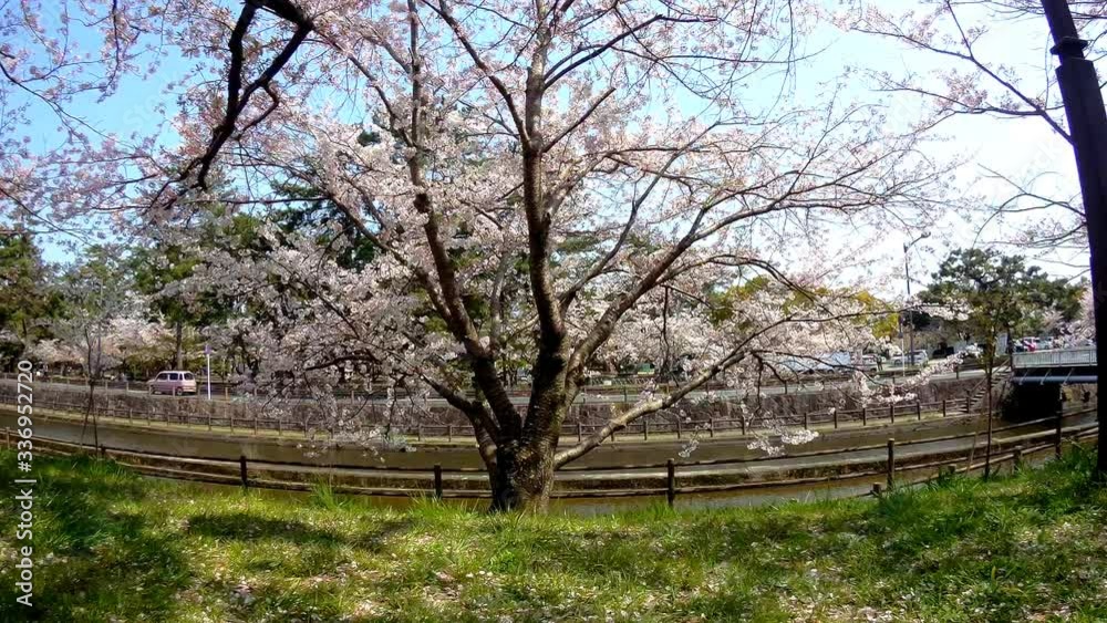 Sakura flowers in Japan. Cherry branch with flowers in spring bloom. A beautiful Japanese tree branch with cherry blossoms. Fresh Pink Flowers, Beauty Of Fresh Blossoms Petals Sakura flowers in Japan. Cherry branch with flowers in spring bloom. A beautiful Japanese tree branch with cherry blossoms. Fresh Pink Flowers, Beauty Of Fresh Blossoms Petals