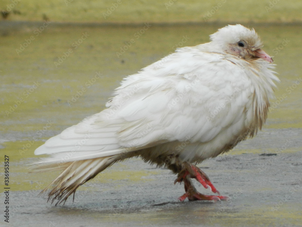 Obraz premium a beautiful white pigeon walking in water and felling cold