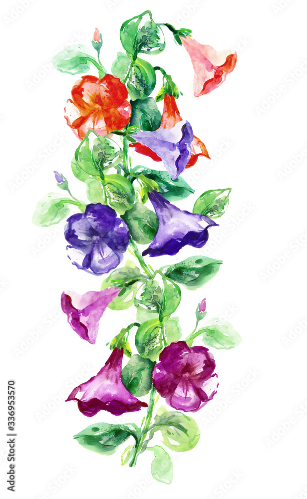 Petunia Flowers. Watercolor Illustration. Petunia Flowers. Watercolor Illustration.