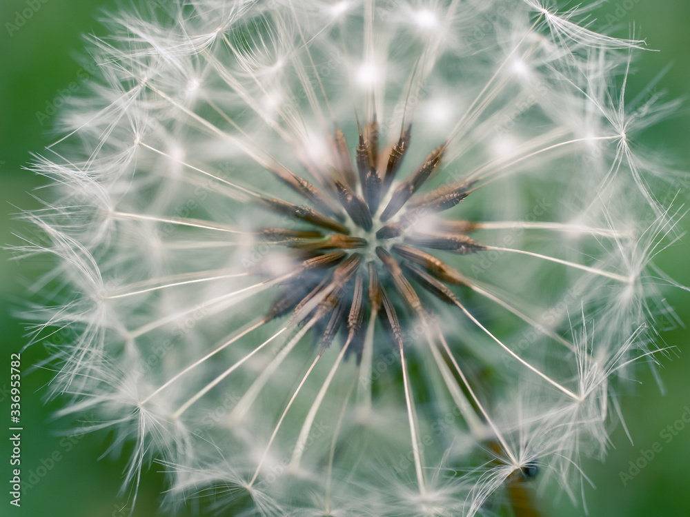 Fototapeta premium dandelion seeds on green background