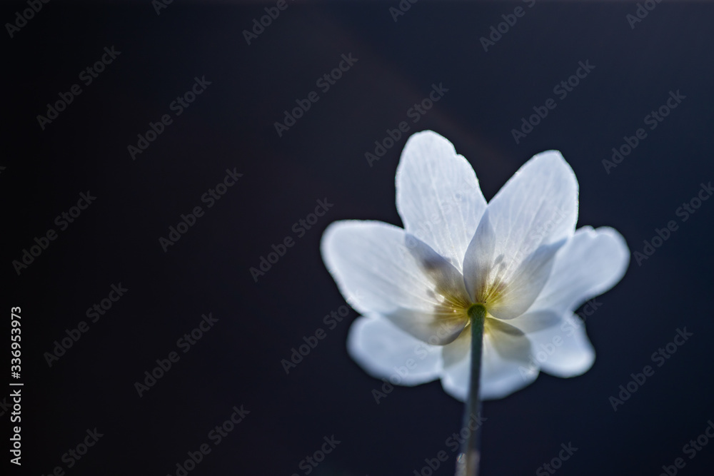 Fototapeta premium First spring flowers. Anemone sylvestris (snowdrop anemone)