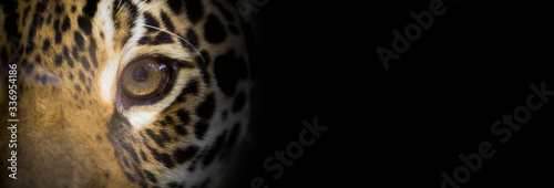 Fototapeta Portait of a jaguar close up, the look of the feline, dark background, wide bann