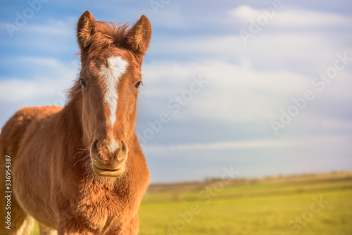 English thoroughbred foal looking at camera, with blue sky and copy space.
