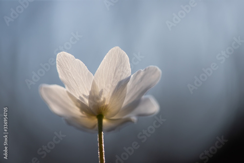 First spring flowers. Anemone sylvestris (snowdrop anemone)