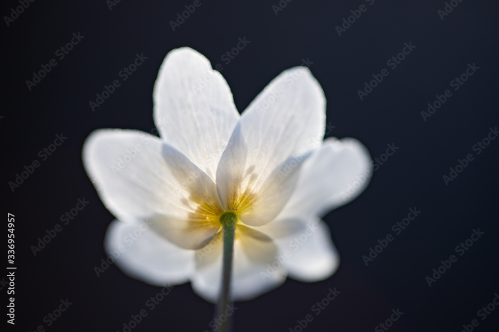 First spring flowers. Anemone sylvestris (snowdrop anemone)