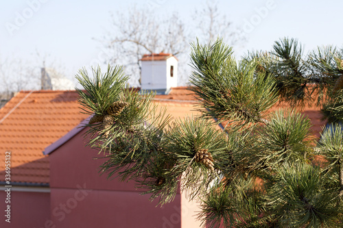 Pine cones and old chimney