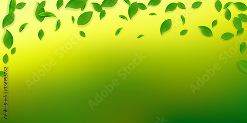 Falling green leaves. Fresh tea chaotic leaves fly