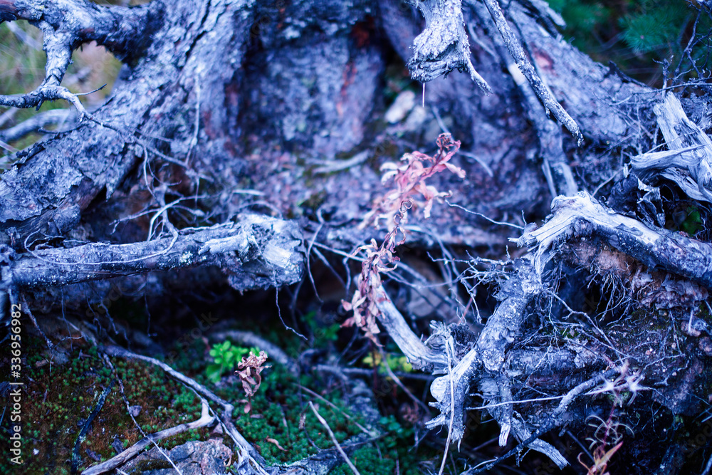 wild autumn forrest, roots of trees in mess background, dark world