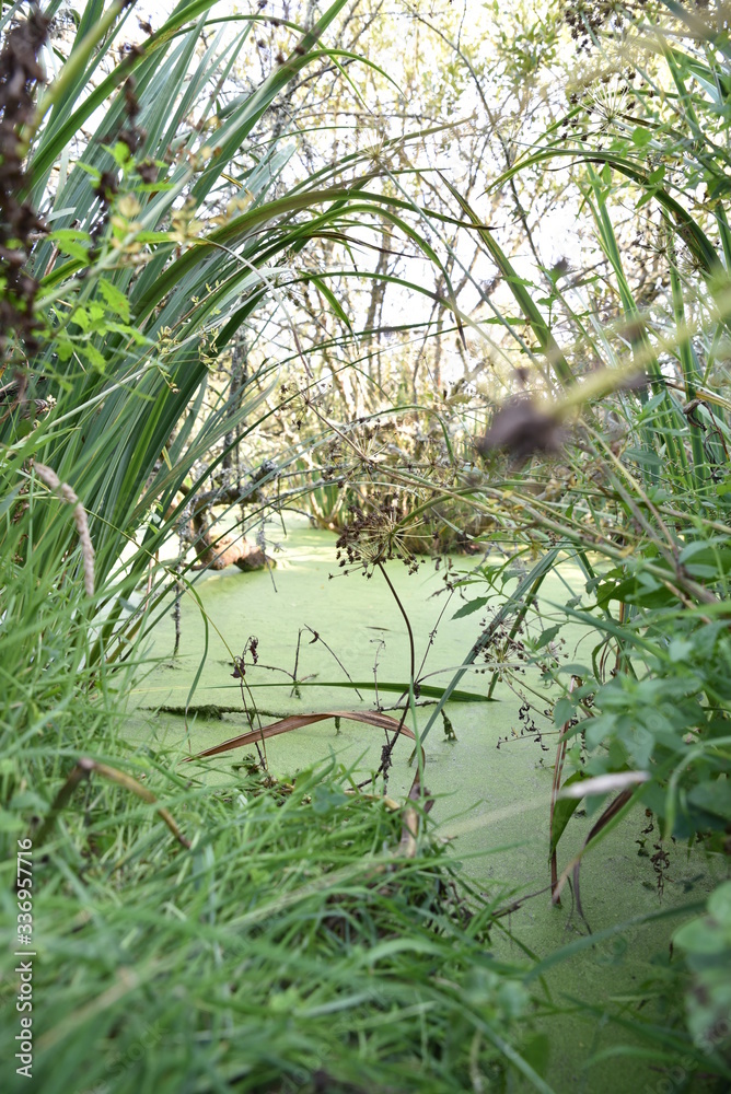 Nature Nature
