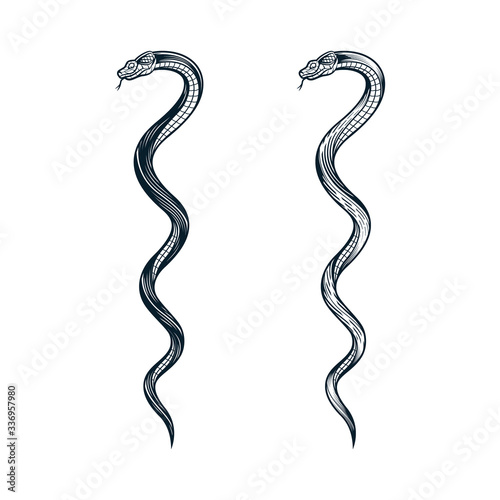 Two twisted snakes. Vector illustration in engraving technique. isolated on white background.