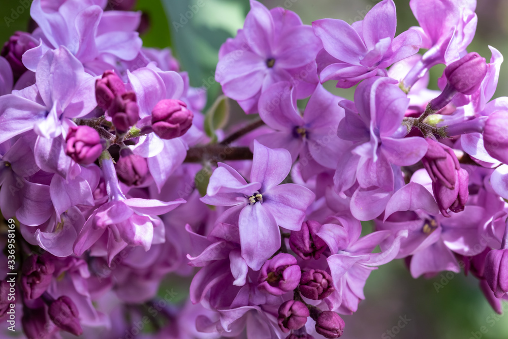 Lilac flower pink spring background.