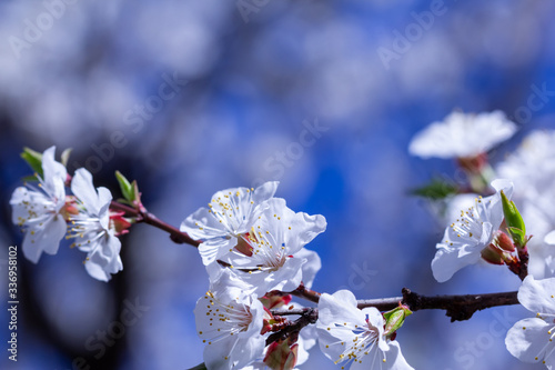 Springtime. Spring flowers of apricot tree on the branches.