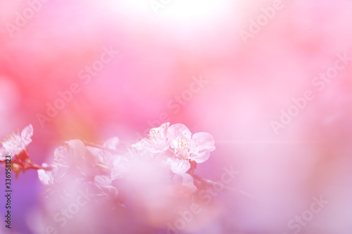 Spring flowers of apricot tree on the branches.