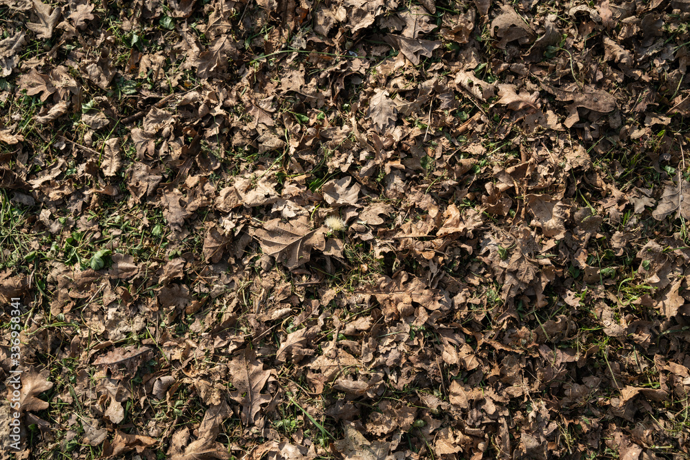 Texture of dried up and dead leaves on the ground with green plants in between Texture of dried up and dead leaves on the ground with green plants in between
