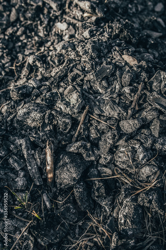 Black coals after a forest fire - take care of the forest - careless handling of fire - negligence