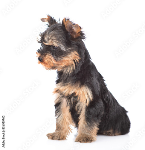 Portrait of a Yorkshire Terrier puppy siting in side view and looking away. Isolated on white background