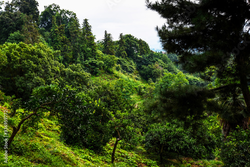 Beautiful tropical garden with fresh green plants overlooking the ocean. Tropical botanic garden.