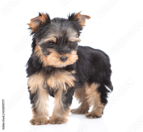 Portrait of a Yorkshire Terrier puppy stading in front view. Isolated on white background