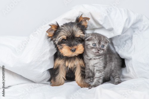 Portrait of a kitten and york terrier puppy sitting together under warm blanket
