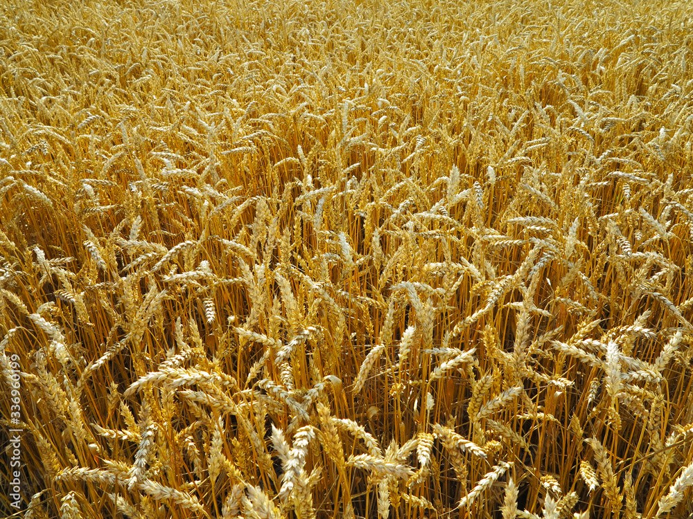 wheat field with beautiful yellow spikelets on the horizon wheat field with beautiful yellow spikelets on the horizon