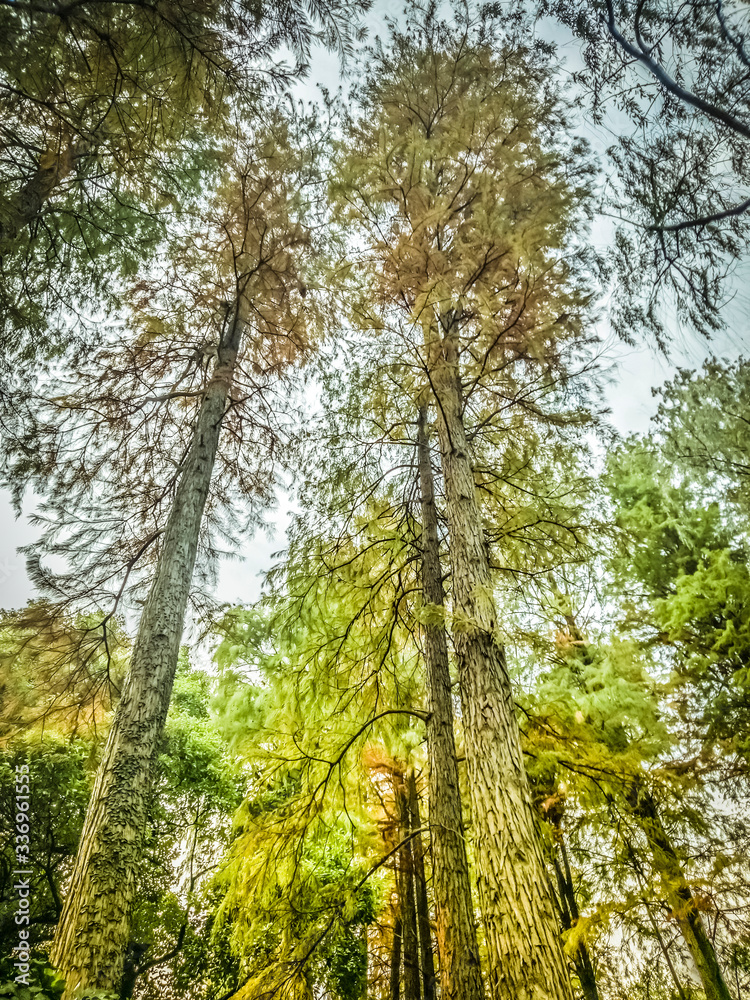 Looking up at the beautiful fall autumn colors .Beautiful Forest. Autumn Trees Desktop Backgrounds Looking up at the beautiful fall autumn colors .Beautiful Forest. Autumn Trees Desktop Backgrounds