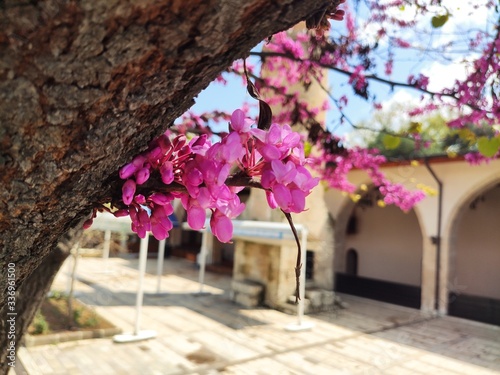 pink cherry blossom photo