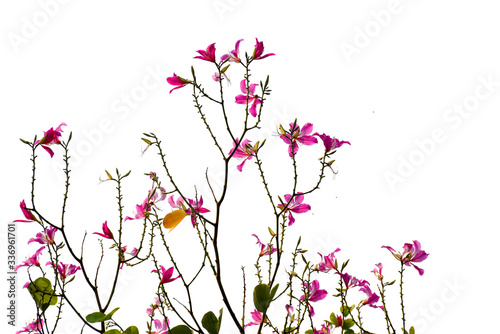 Beautiful pink flowers blooming in garden