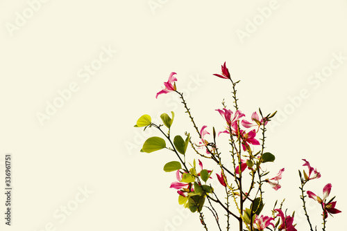 Beautiful pink flowers blooming in garden