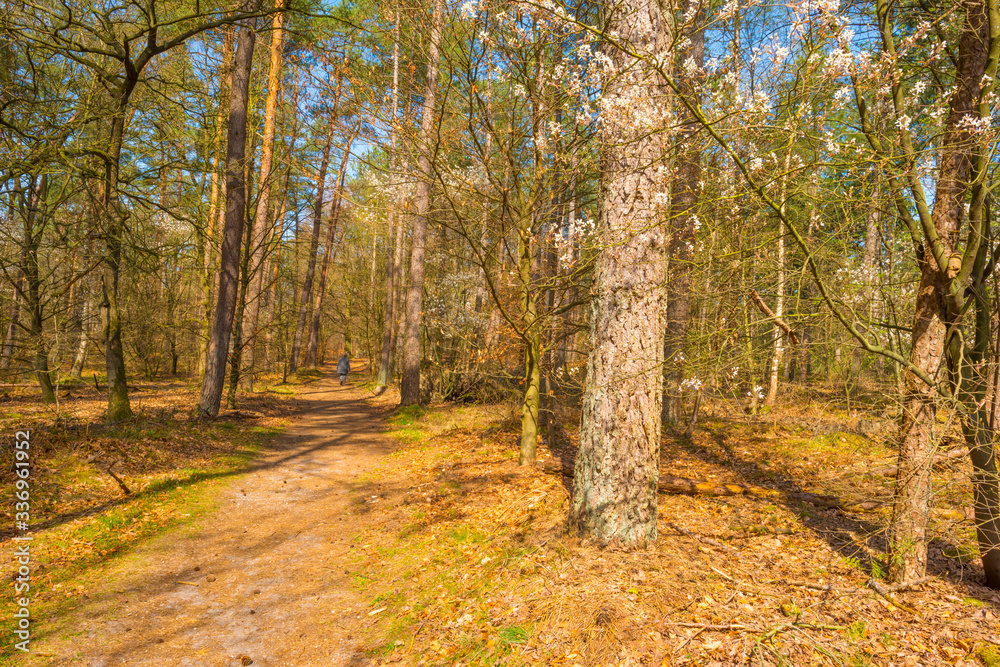 Trees in a forest below a blue sky in sunlight in spring