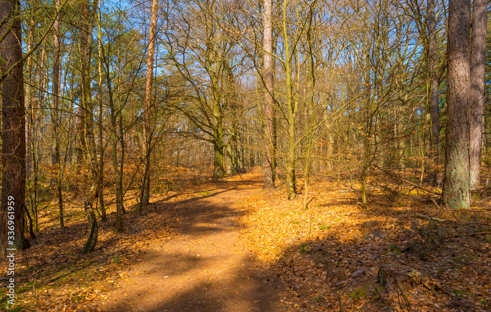 Fototapeta premium Trees in a forest below a blue sky in sunlight in spring