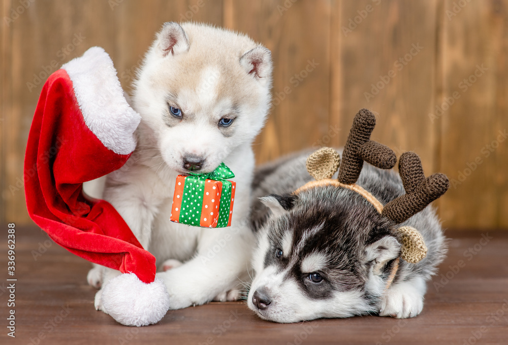 Husky puppies wearing a red santa's hat and horns sit on wooden background. One puppy hold gift box in his mouth