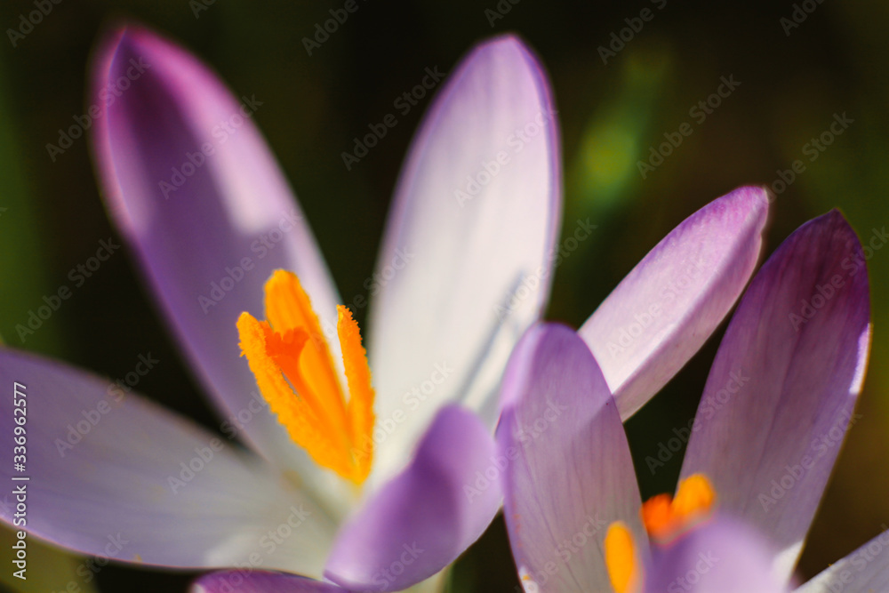 Fototapeta premium close up of purple crocus
