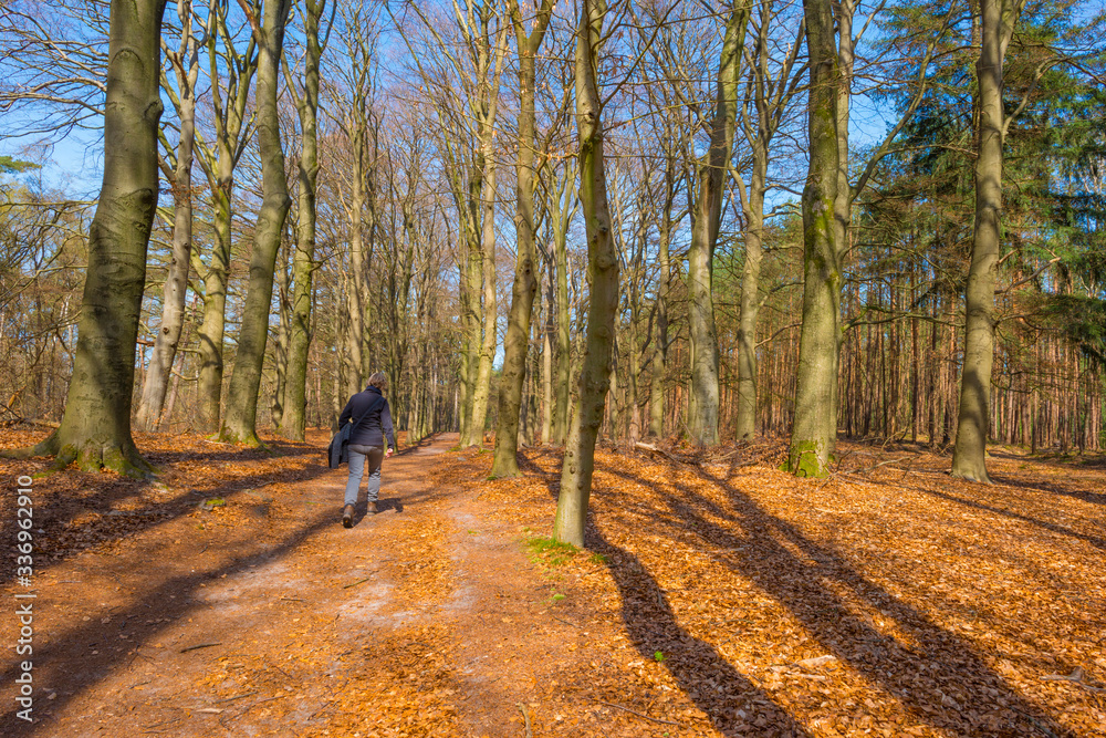 Trees in a forest below a blue sky in sunlight in spring Trees in a forest below a blue sky in sunlight in spring