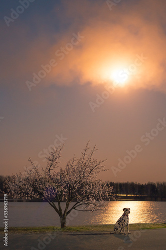 Beautiful young dog sits on a riverbank with a full moon moon looks at the moon's reflection in the river. Flowering apricot