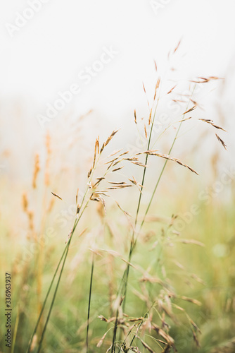Grass on the field. Selective focus. Shallow depth of field. © maxandrew
