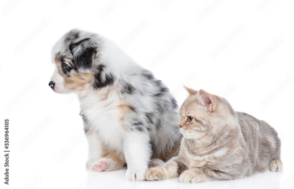 Adult british cat and Australian shepherd puppy look away together. isolated on white background Adult british cat and Australian shepherd puppy look away together. isolated on white background