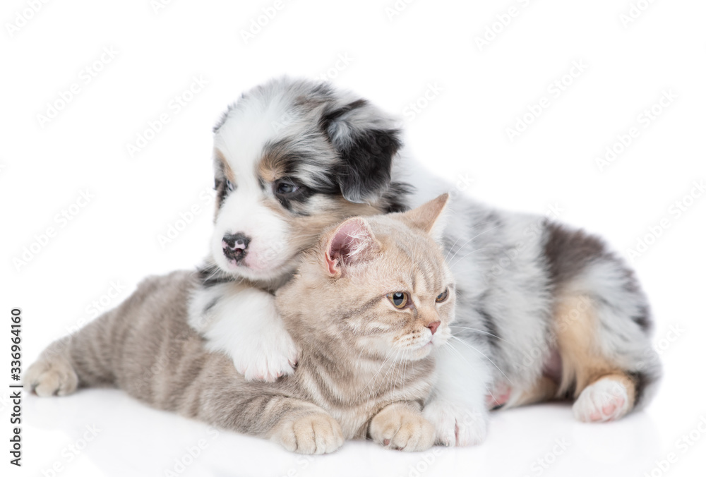 Obraz premium Australian shepherd puppy hugs adult british cat. isolated on white background