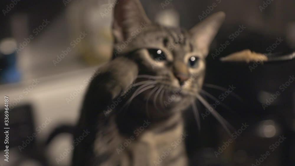 Close up of a domestic brown striped cat using paw to reach the spoon - Close Up Shot Close up of a domestic brown striped cat using paw to reach the spoon - Close Up Shot
