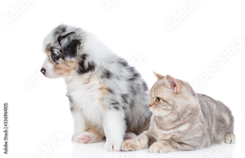 Adult british cat and Australian shepherd puppy look away together. isolated on white background