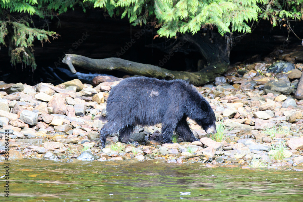 Neets Bay, Alaska / USA - August 18, 2019: Alaska black bear, Neets Bay, Alaska, USA Neets Bay, Alaska / USA - August 18, 2019: Alaska black bear, Neets Bay, Alaska, USA