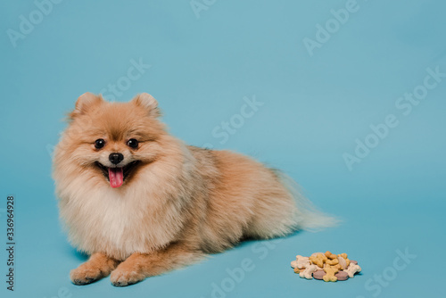 fluffy pomeranian spitz dog with tablets on blue