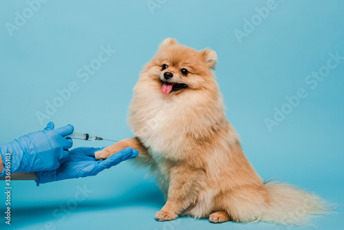 cropped view of veterinarian in latex gloves holding syringe and making vaccination for pomeranian spitz on blue