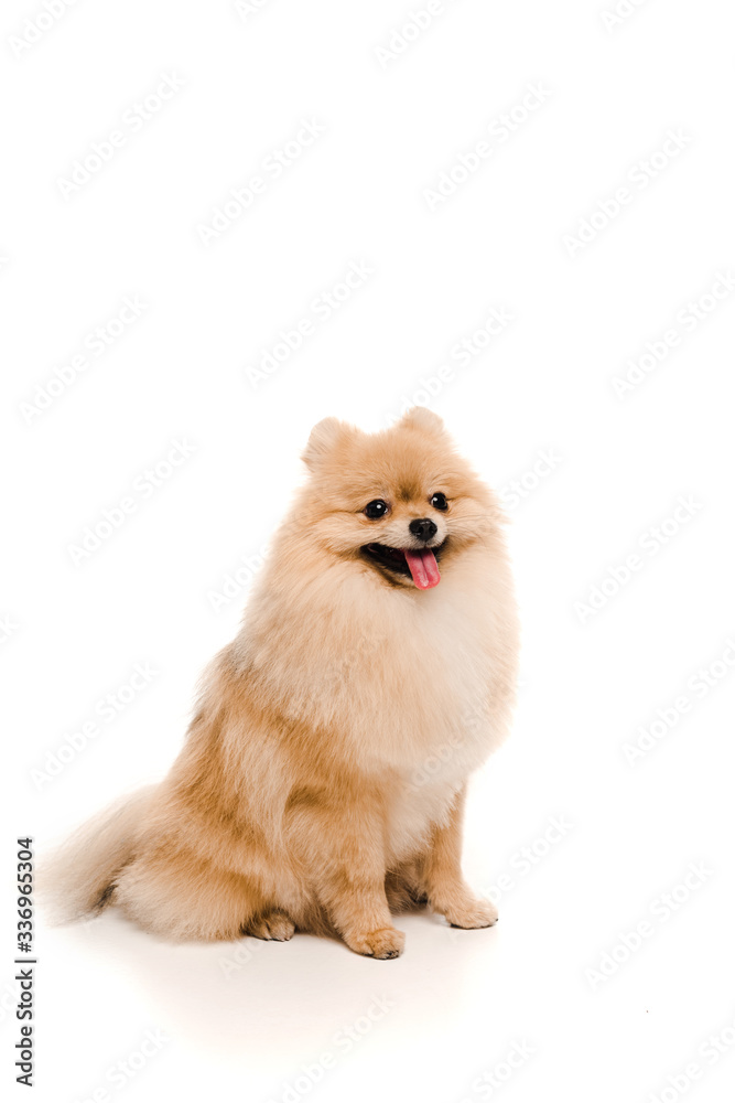 funny pomeranian spitz dog sitting on white funny pomeranian spitz dog sitting on white