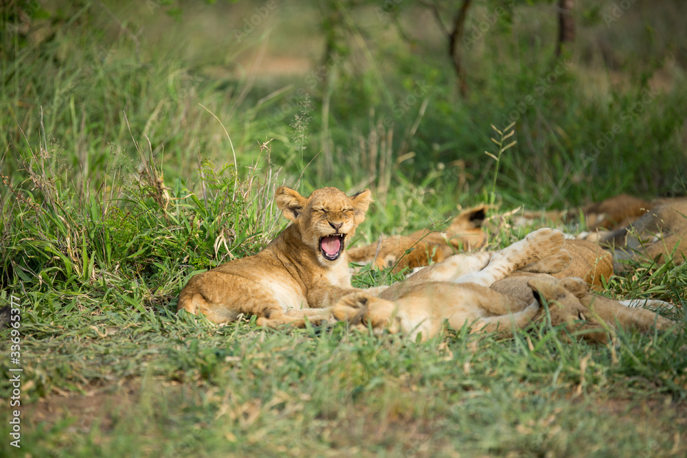 Obraz premium A pride of lions resting in the late afternoon light. They are displaying the great affection that makes them such successful animals. These strong social bonds mean they can hunt larger prey.