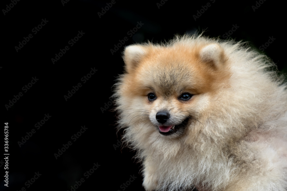dog pomeranian spitz smiling watch on black background with copy space