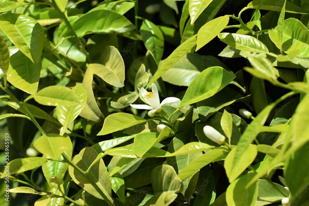 Beautiful nature, outdoor plant, background Beautiful nature, outdoor plant, background