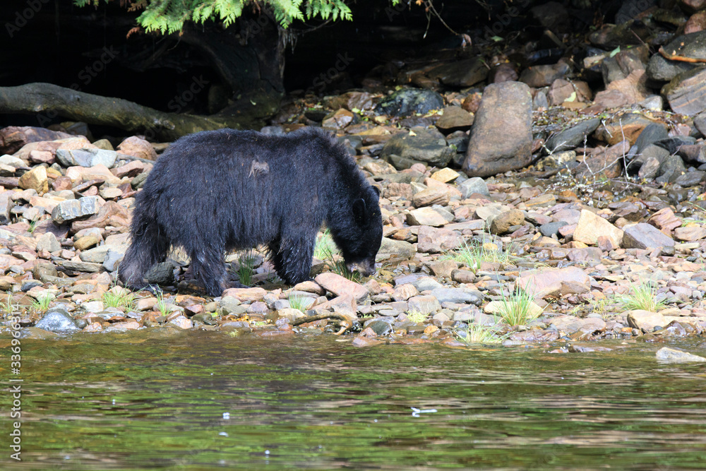 Neets Bay, Alaska / USA - August 18, 2019: Alaska black bear, Neets Bay, Alaska, USA Neets Bay, Alaska / USA - August 18, 2019: Alaska black bear, Neets Bay, Alaska, USA
