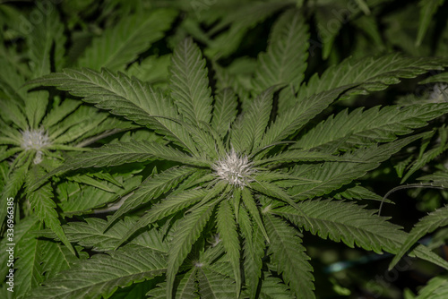White Russian variety of marijuana flower with young bloom indoor