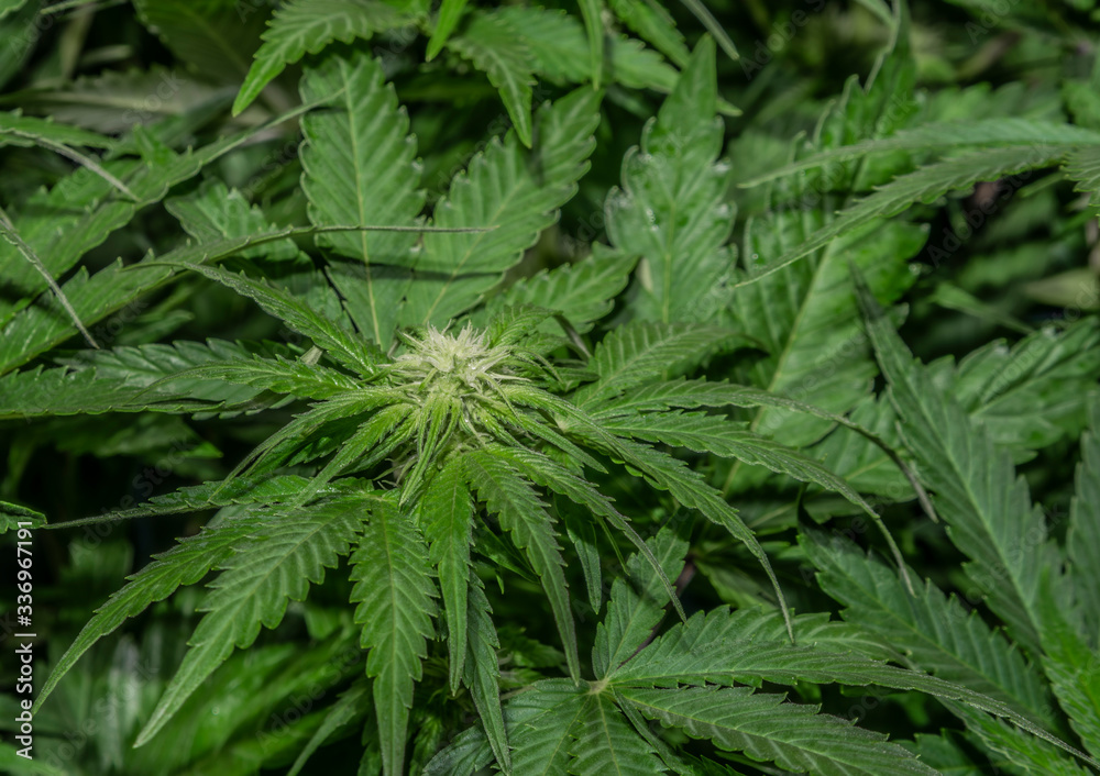 White Russian variety of marijuana flower with young bloom indoor White Russian variety of marijuana flower with young bloom indoor